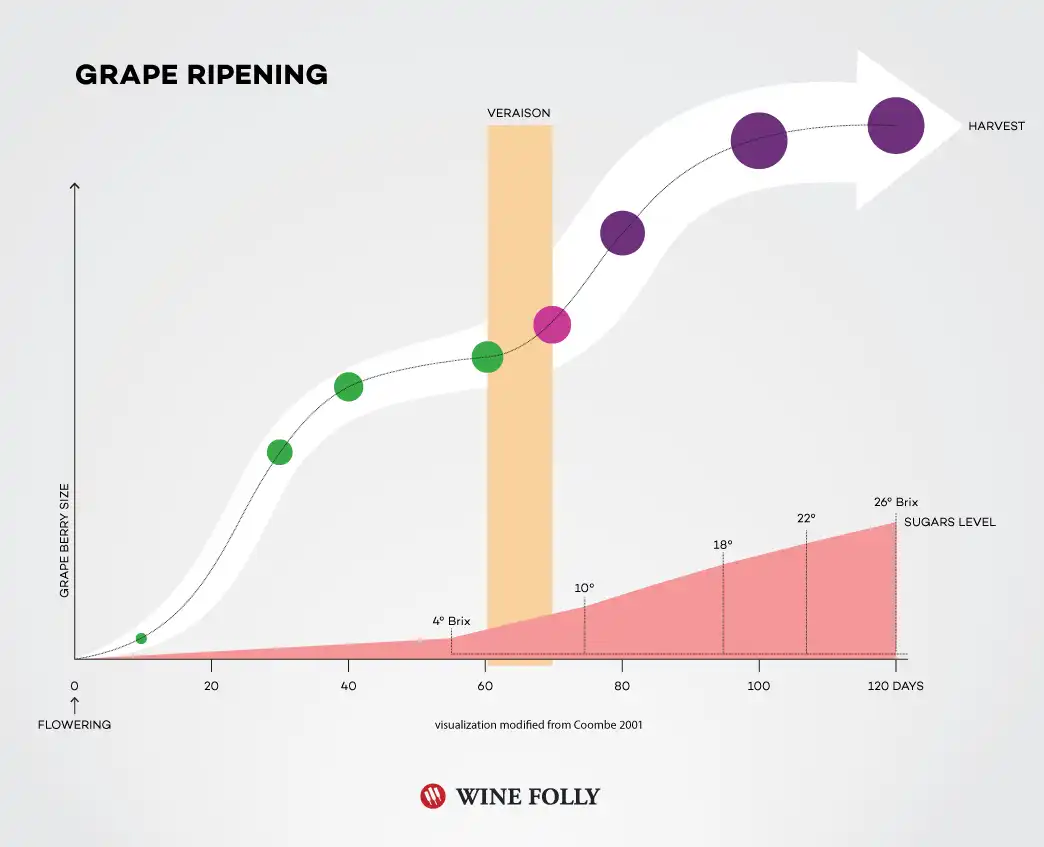 Graph showing stages of grape ripening