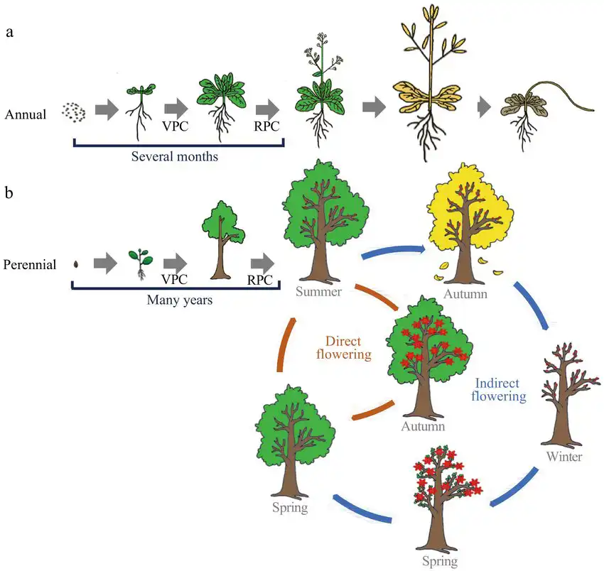 Pictogram to understanding plant growth cycles
