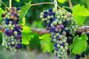 Grape berries begin to accumulate sugars and ripen