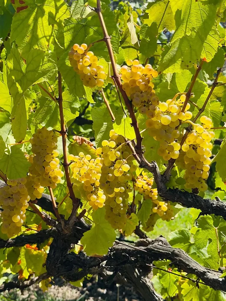 Chardonnay grapes early harvest - because of High K foliar fertiliser
