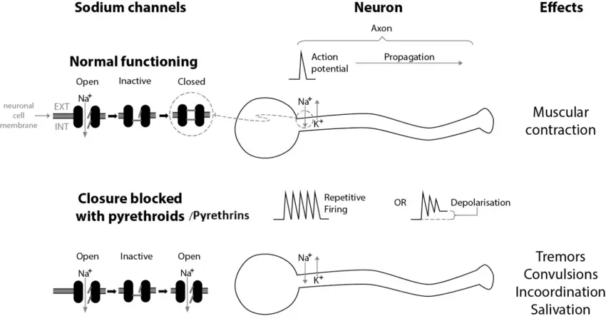 Diagram showing Pyrethrum effecting Neuron function in insects
