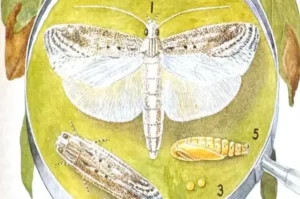 Closeup diagram of a potato tuber moth life cycle