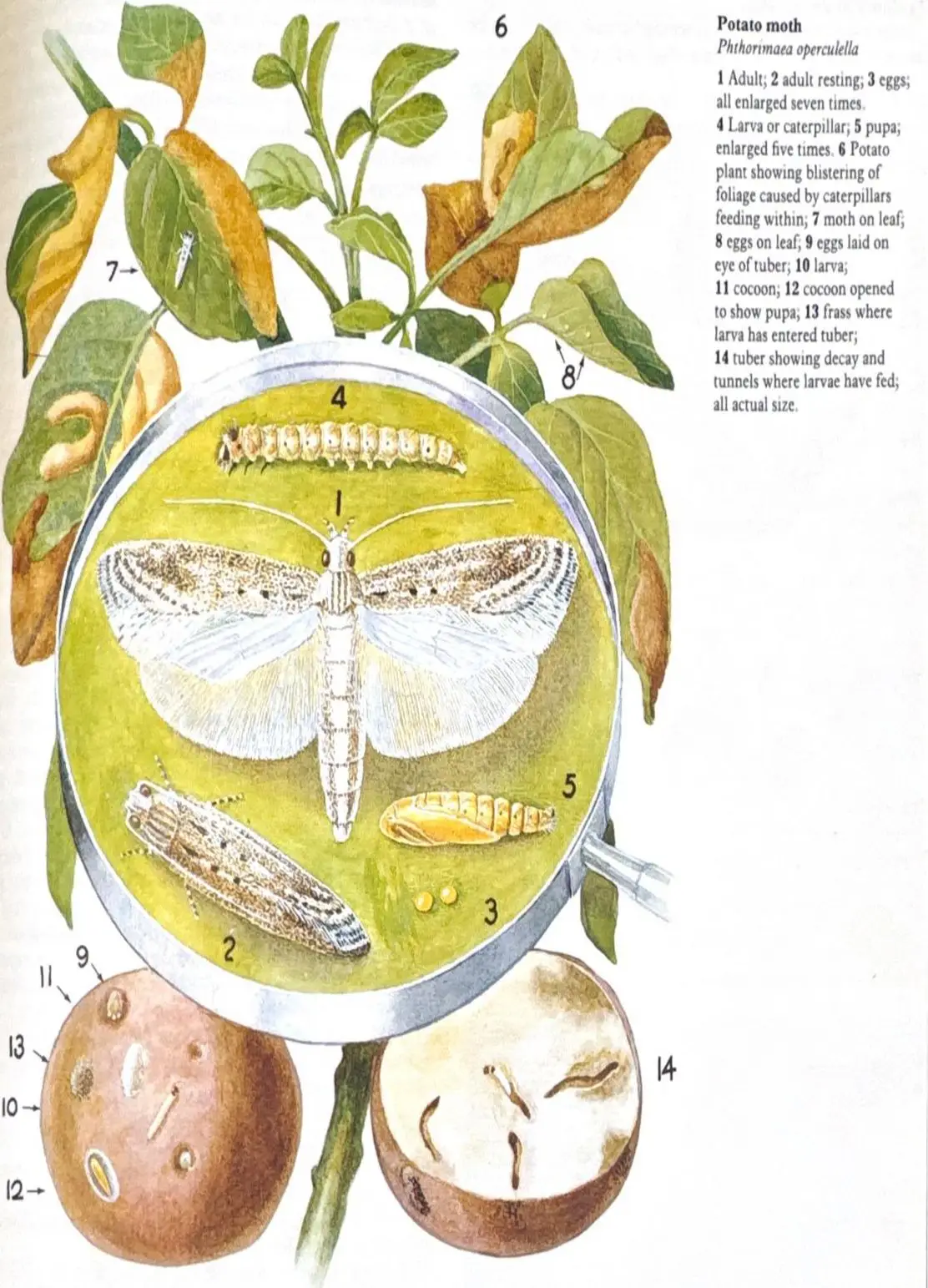 Diagram of a potato tuber moth life cycle