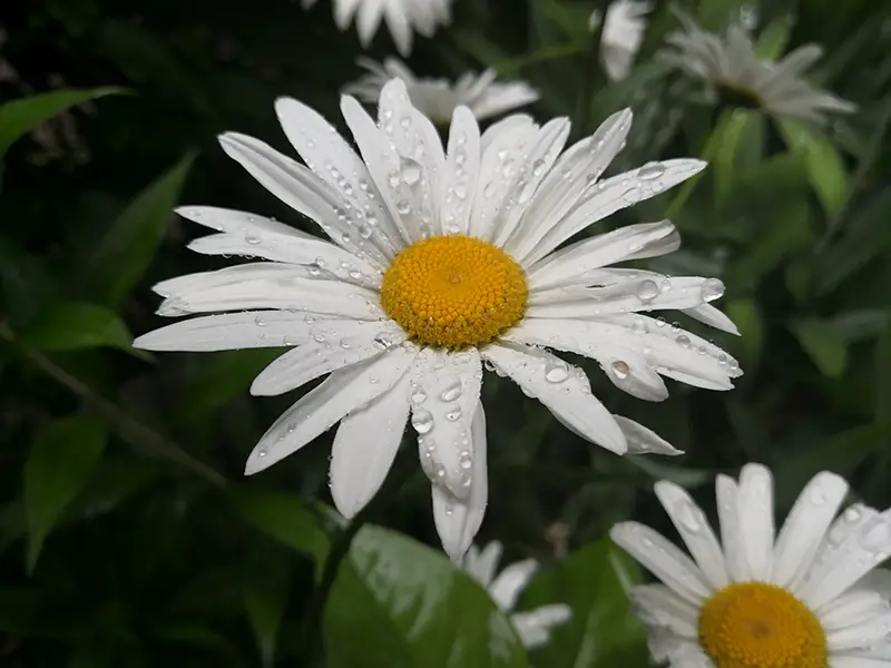Tanacetum cinerariifolium (daisy) used to make Pyrethrum, a natural insecticide