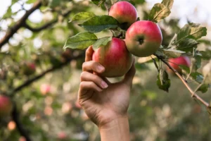 Apple orchard post-harvest nutrient treatments