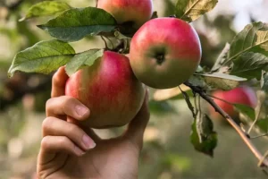 Post-harvest Apple tree nutrient