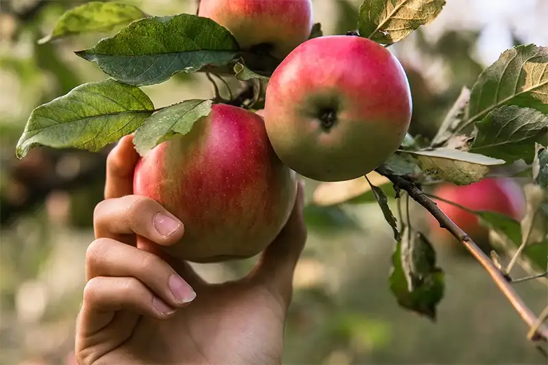 Post-harvest Apple tree nutrient