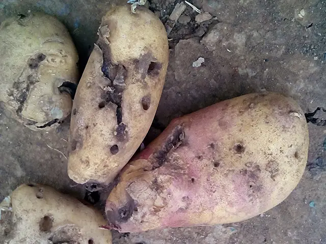 Potatoes showing damage done by tuber moth pests