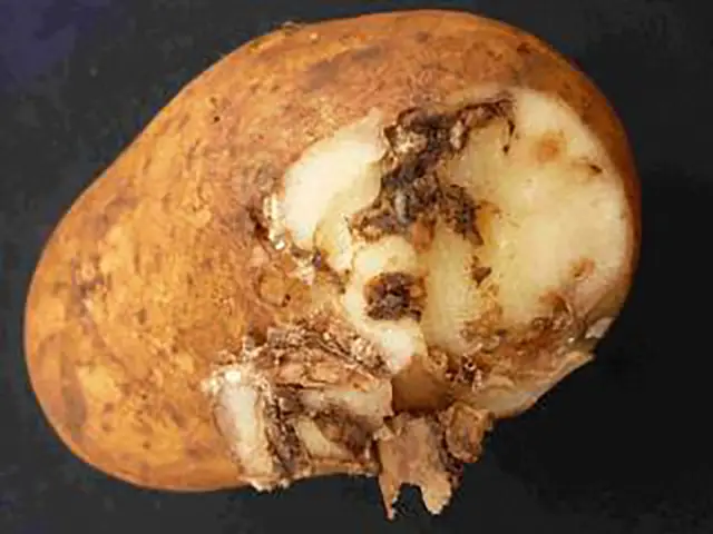 Image of tuber moth larvae tunnels in a potato