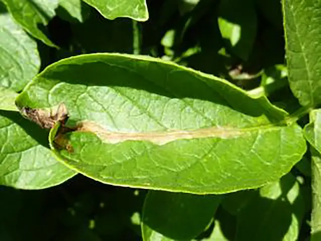 Leave image with tuber moth larvae causing mine lines