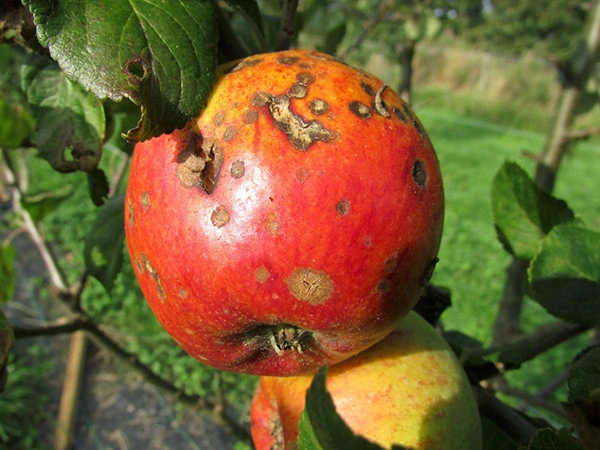 Apple scab infestation in early season