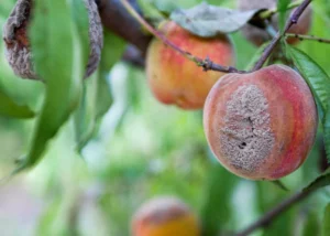 Brown rot symptoms on stone fruit.