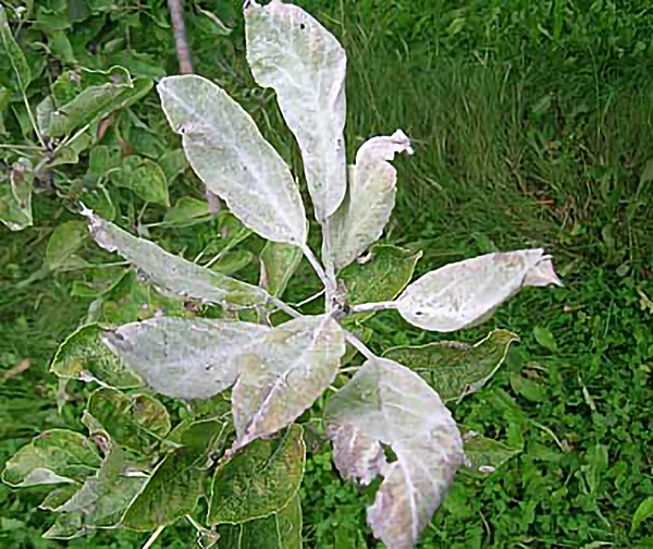 Powdery mildew affecting tree crops.