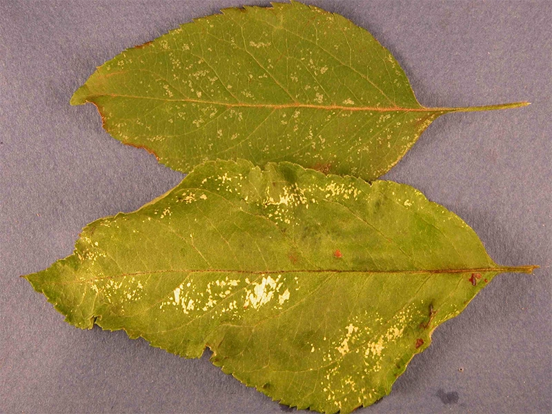 Damage from overwintering red mite.