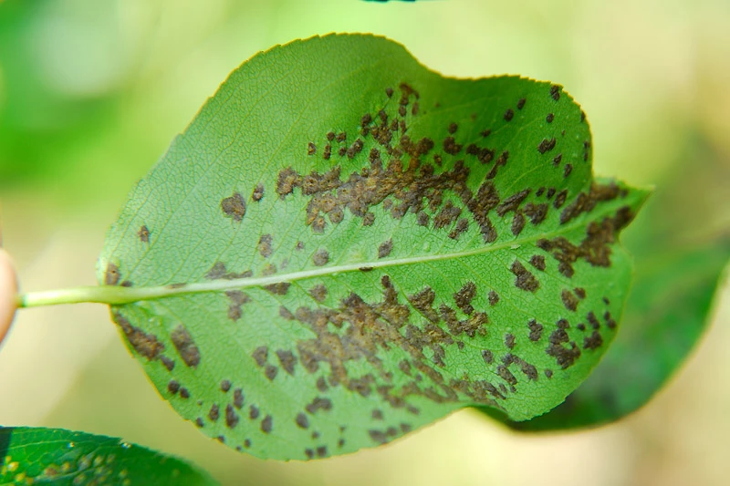 Blister mites on apple tree.