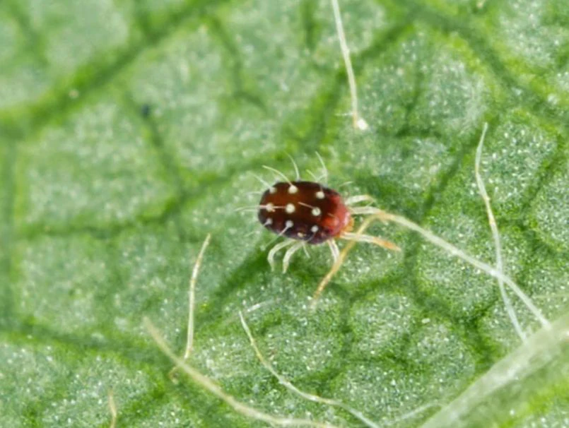 Dormant season control of rust mites.