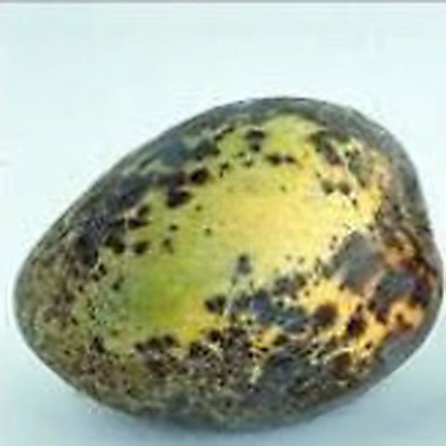 Anthracnose in Mango