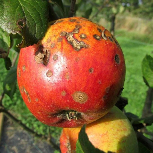 Apple Scab