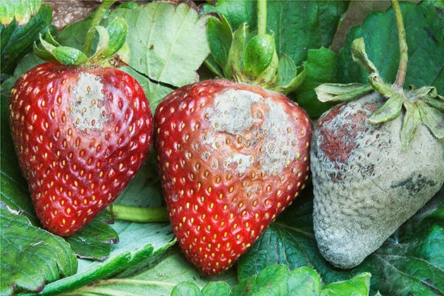 Botrytis in Strawberries