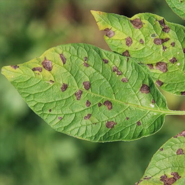 Early Blight in potatoes