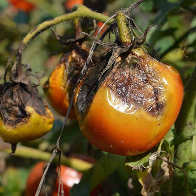 Late blight in Tomatoes