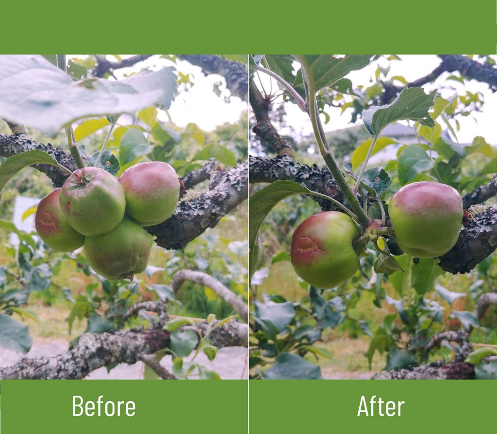 Carbaryl chemical thinning fruit crops