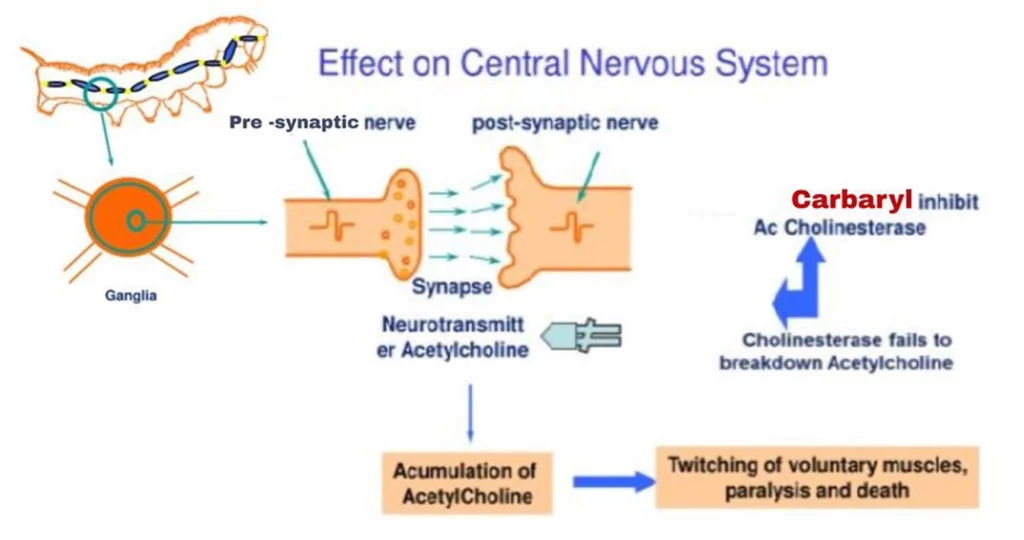 Effect on pests central nervous system