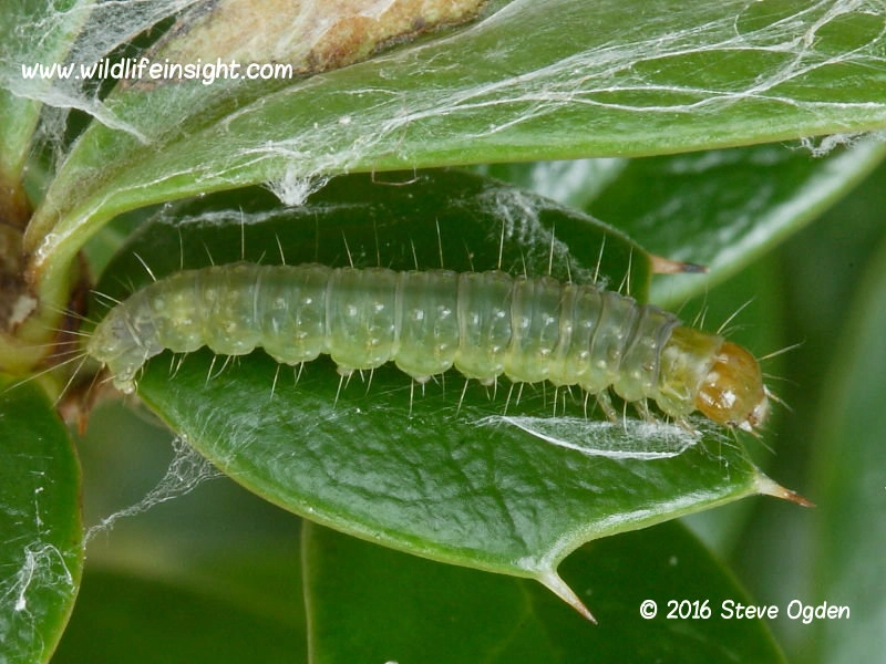 Control light brown apple moth