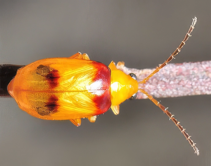 Control red shouldered leaf beetles