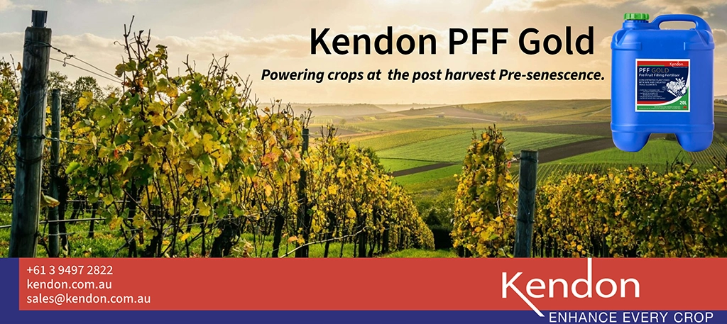 Healthy grapevine canopy in the post-harvest pre-senescence stage for nutrient storage.