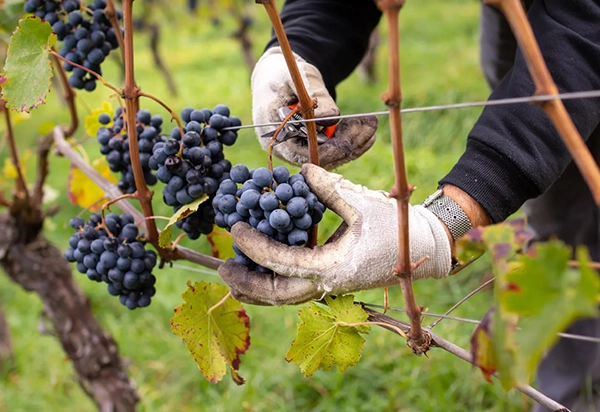 Vineyard row maintaining active green foliage after harvest using Kendon PFF Gold.