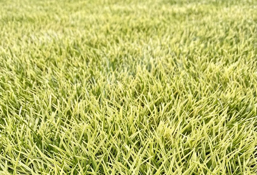 Close-up of pale yellow lawn showing iron deficiency symptoms before treatment with Kendon Iron Chelate.