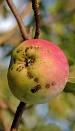 Close-up view of apple with black spot treated with agricultural lime sulphur.