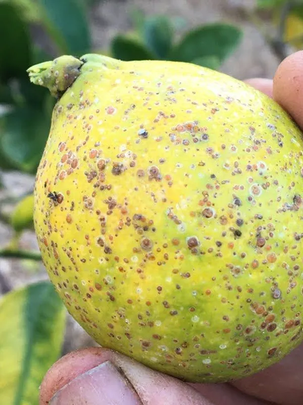 Applying Kendon Lime Sulphur to citrus for scale & mite disease protection.