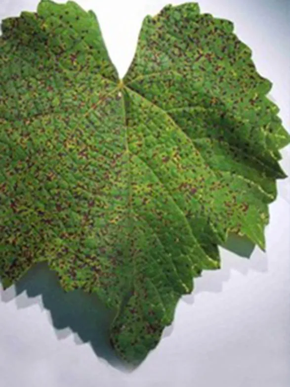 Agronomic health check: Identifying grape vine rust mite disease risks and early-stage lime sulphur management.