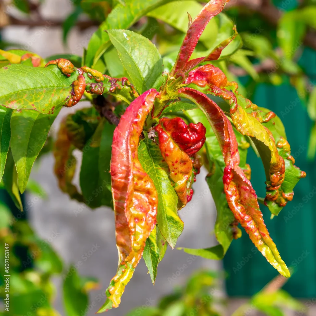 Close-up view of peach leaves requiring lime sulphur treatment for leaf curl control.